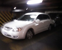 Cerato Cerato