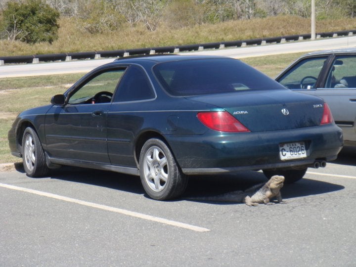 1997 Acura CL 2 Dr 2.2 Coupe, i kno sum lizards can camouflage, but ...