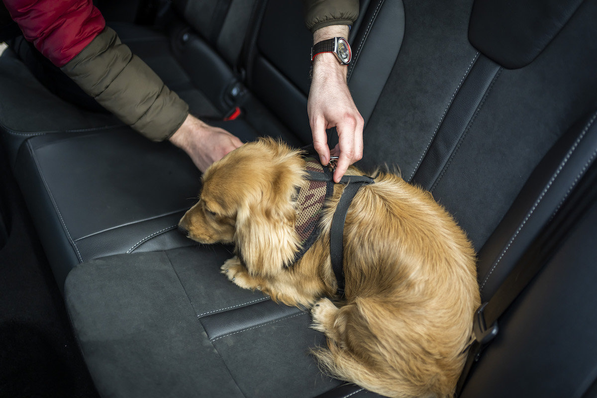 how should a dog travel in a car