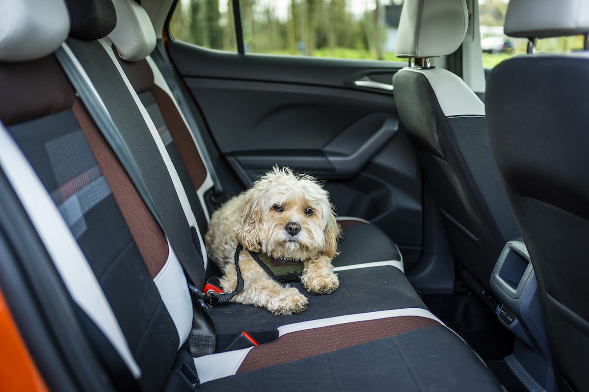 is it legal to keep a dog in a car