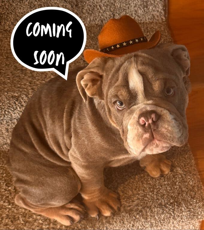 2010 Ford Taurus SHO AWD