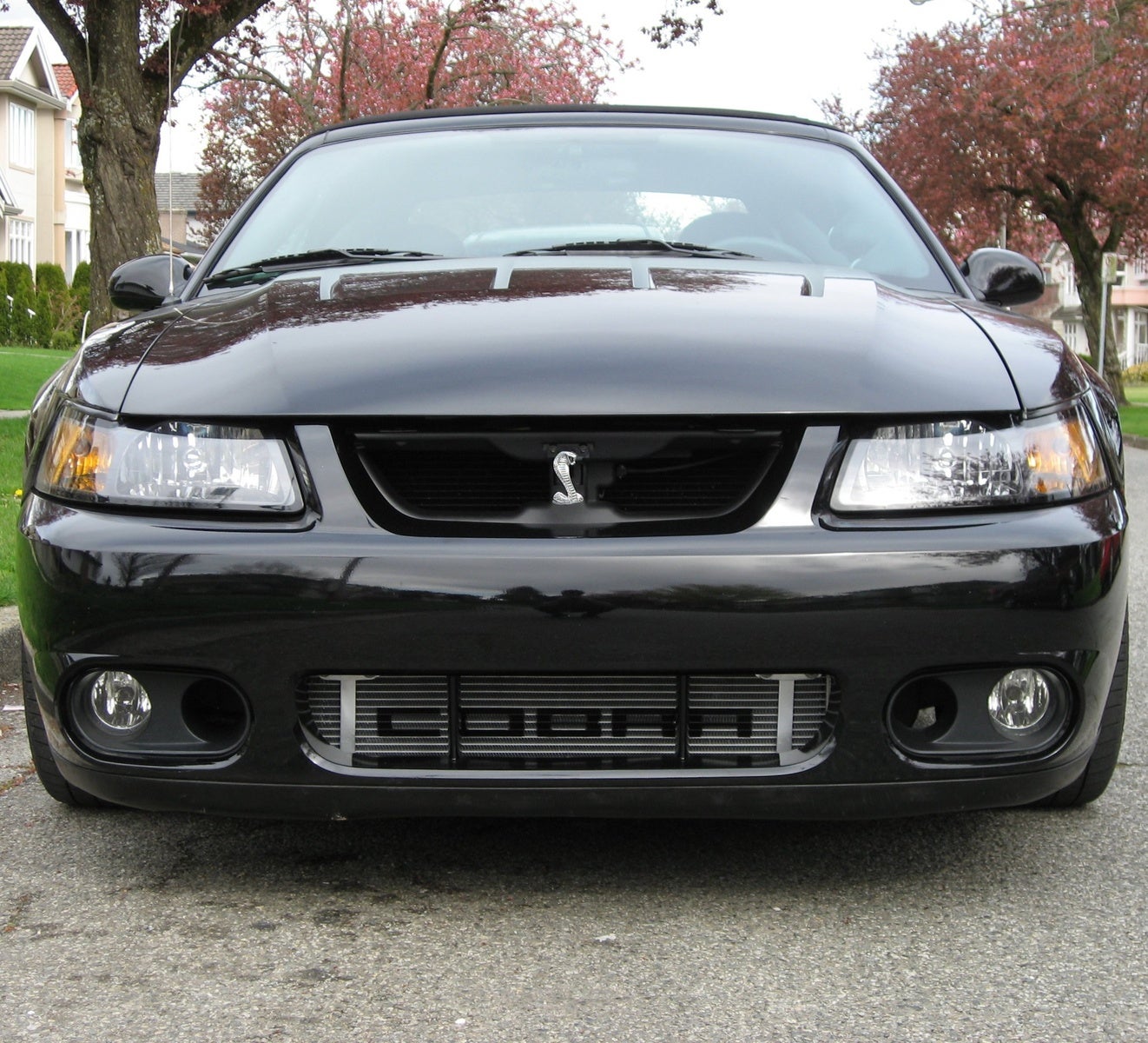 2003 Ford Mustang SVT Cobra - Other Pictures - CarGurus