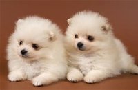 mykids mykids