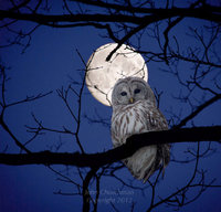 nightowl8267 nightowl8267