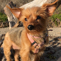 Tyler-Fawn Cash Tyler-Fawn Cash